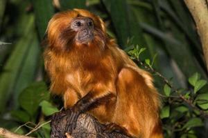 macaco capucin marrom close-up foto