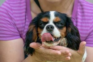 retrato de bebê recém-nascido chevalier king cachorrinho foto