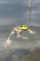 retrato de sapo enquanto olha para você foto