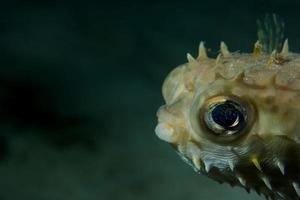 um peixe porco-espinho baloon close-up em cebu filipinas foto