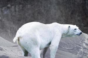 urso polar em fundo de neve e gelo foto