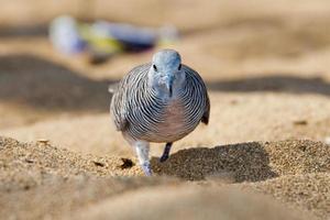 pomba manchada chinesa na praia havaiana foto