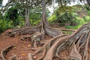 dentro da floresta tropical no Havaí conjunto de piratas do caribe foto