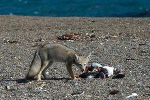 raposa cinzenta comendo um pinguim na praia foto