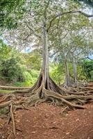 dentro da floresta tropical no Havaí foto