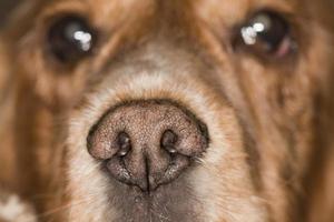nariz de cachorro macro foto