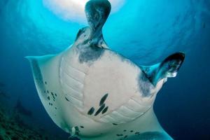 manta no retrato de fundo do oceano azul foto