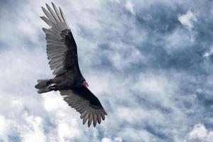 zopilote abutre urubu pássaro em baja califórnia foto