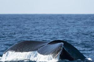 baleia jubarte no oceano pacífico foto