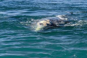 baleia cinzenta em loreto baja california sur foto