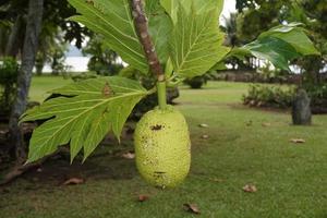 fruta da árvore do pão na polinésia foto