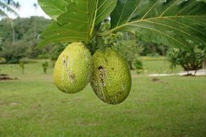 fruta da árvore do pão na polinésia foto