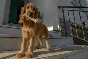 retrato de cachorro cocker spaniel olhando para você no pátio com um osso na boca foto