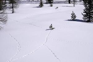 trilhas de trilhas de animais na neve branca foto