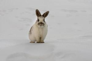 coelhinho da páscoa isolado na neve branca foto