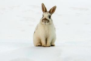 coelhinho da páscoa isolado na neve branca foto