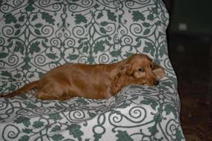 cachorrinho cocker spaniel relaxando e dormindo em um sofá foto