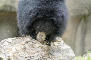 urso-preguiça cavando na árvore de madeira para o alimento foto