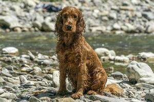 cachorrinho cocker spaniel brincando na praia foto