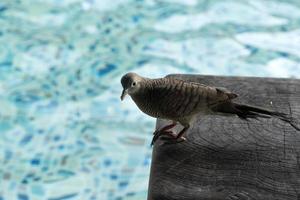 rola comendo biscoito na piscina de seychelles foto