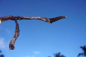 plantação de vanille na ilha de tahaa polinésia francesa foto