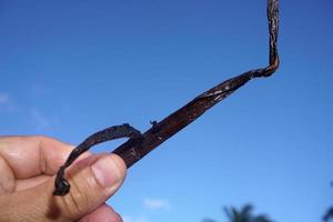 plantação de vanille na ilha de tahaa polinésia francesa foto