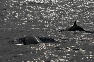 golfinho baleia-de-bico-cuvier foto