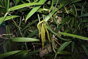 plantação de vanille na ilha de tahaa polinésia francesa foto