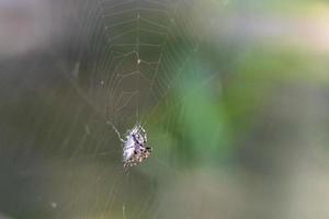 macro de teia de aranha em fundo de folha verde foto