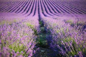 campo de lavanda no verão. flores de lavanda crescem em listras. foto