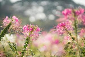 lindo campo de flores pela manhã foto