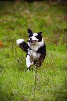 cachorro border collie se divertindo no prado foto