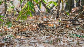 tordo escamoso andando no chão da floresta de bambu. foto