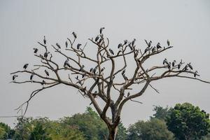 família de openbill asiático empoleirado na árvore seca foto