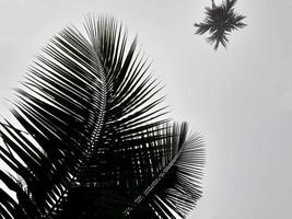 cenário nebuloso sobe de betel alto, coqueiro e céu cinza, com o conceito de plano de fundo da manhã da natureza. foto