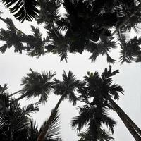 cenário nebuloso sobe de coco e betel árvores, vista superior do céu cinza. conceito isolado de fundo natural. foto