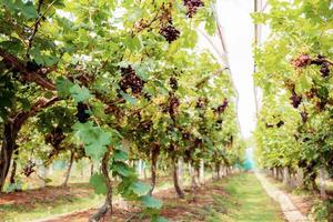 árvore de uvas em vinhedo. foto