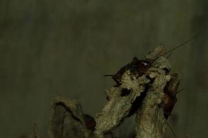 closeup de gryllidae que tem alta proteína foto