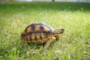 tartaruga na grama verde, centrochelys sulcata foto