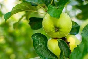 maçãs jovens verdes de amadurecimento foto