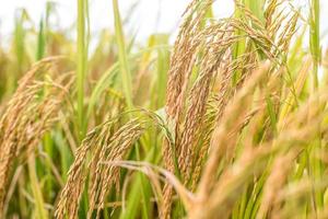 orelha dourada do campo de arroz foto