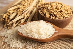 arroz branco de jasmim em uma tigela de madeira com grãos de ouro da fazenda agrícola. foto