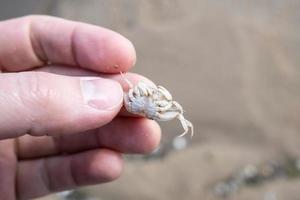 pequeno caranguejo nas mãos, contra o fundo de areia. fechar-se. foto