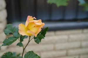 linda rosa de cor amarelo-rosa em flor, no jardim, no contexto da cerca. foto