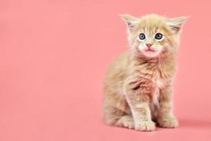 gatinho creme maine coon foto