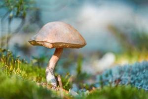 linda bétula laranja leccinum bolete na floresta de outono. cogumelo leccinum versipelle em musgo líquen cladonia rangiferina. foto