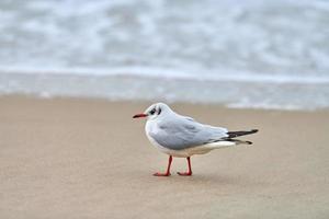 gaivota de cabeça preta na praia, mar e fundo de areia foto