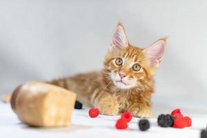 gatinho vermelho maine coon. raça de gato bonito, maior e bonito. fundo branco foto