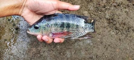 homem segurando peixe tilápia ou oreochromis mossambicus é bastante grande foto