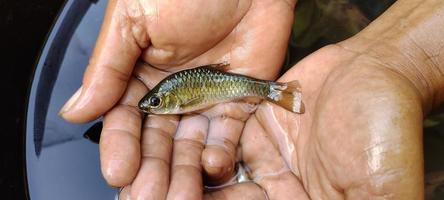 O peixe puntius é um gênero de pequenos peixes encontrados na Ásia tropical. foto